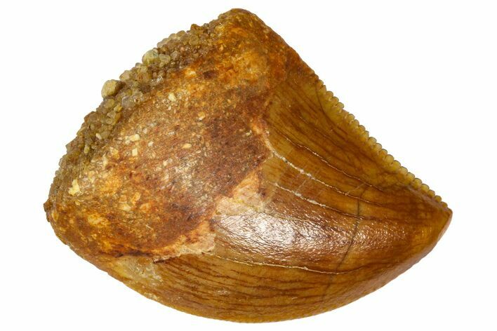Serrated Baby Carcharodontosaurus Tooth - Morocco #361034